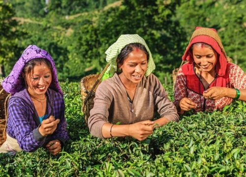 Your Guide to Immersive Culture and Adventure in Sikkim, Darjeeling, and Kalimpong